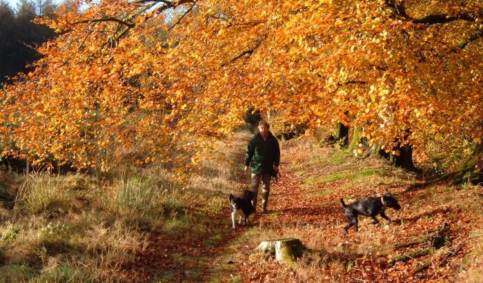 Autumn holidays in Devon. Dog walking in the woods.