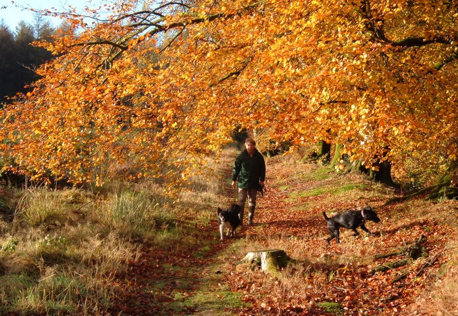 Autumn holidays in Devon. Dog walking in the woods.