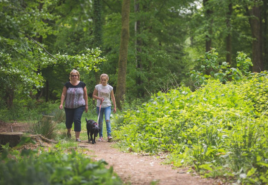 forest glade dog friendly