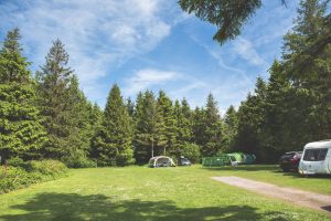 Forest Glade Camping Holidays in Devon - Christmas Tree Field
