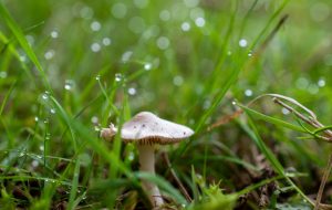 Autumn blog