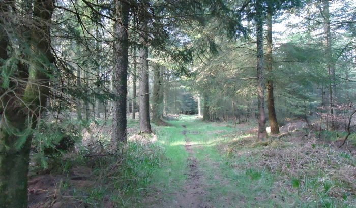 Blog 2 Walking Blackdown Hills