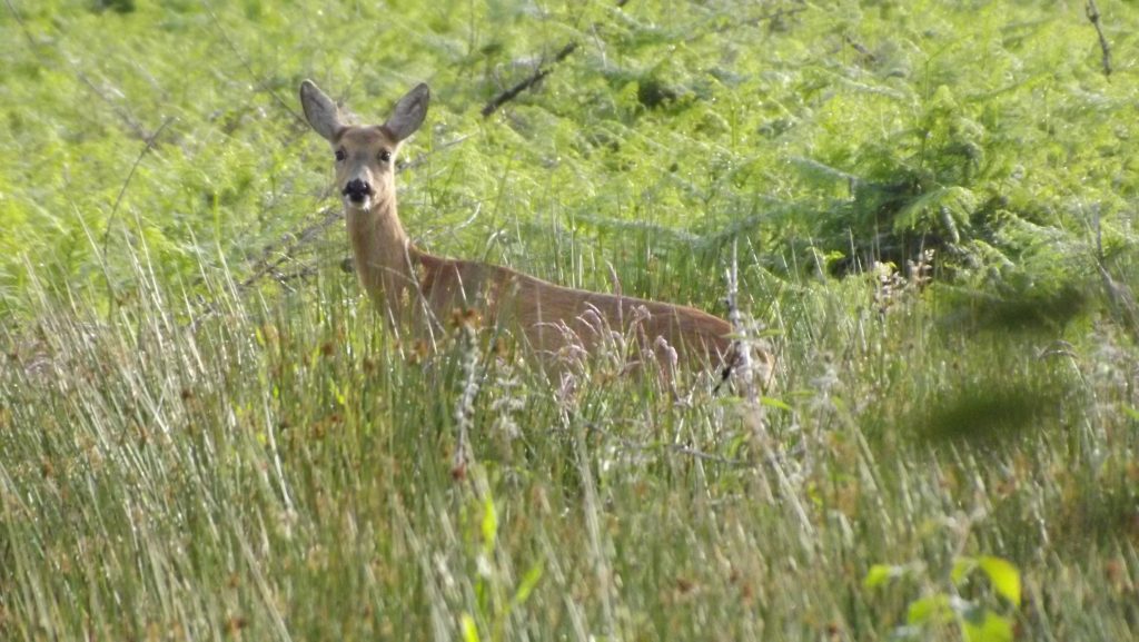 Wildlife - Deer at Forest Glade