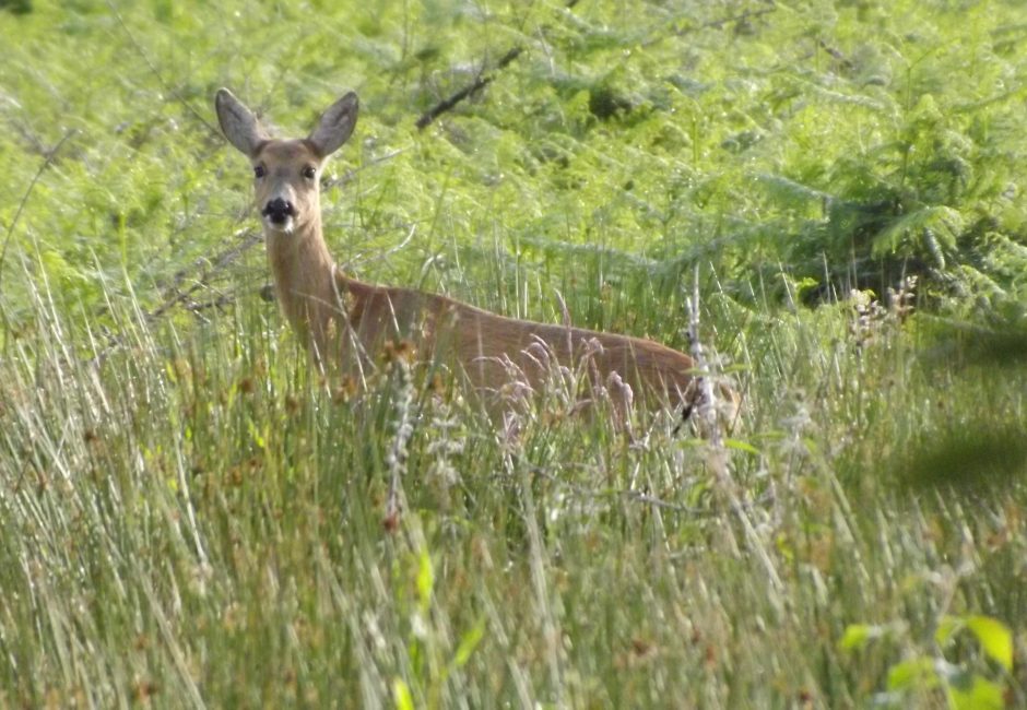 Wildlife - Deer at Forest Glade