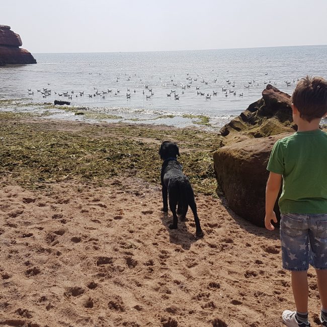 Orcombe Point Exmouth Beach - Things to do