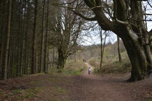 Rhododendron Woods - Things to do