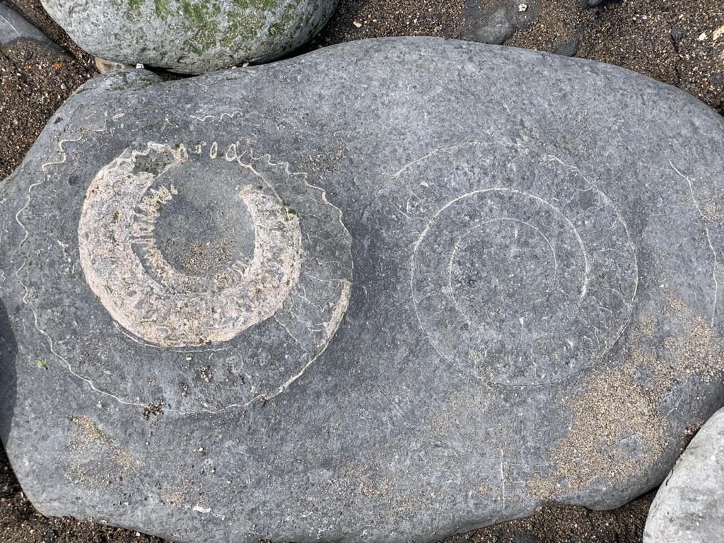Ammonites at Lyme Regis