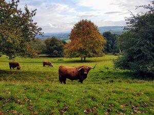 Highland Cattle at Killerton