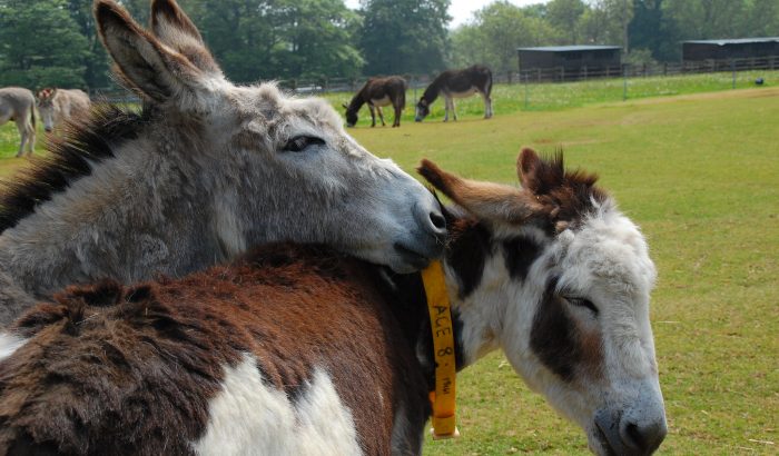 donkey sanctuary Sidmouth devon