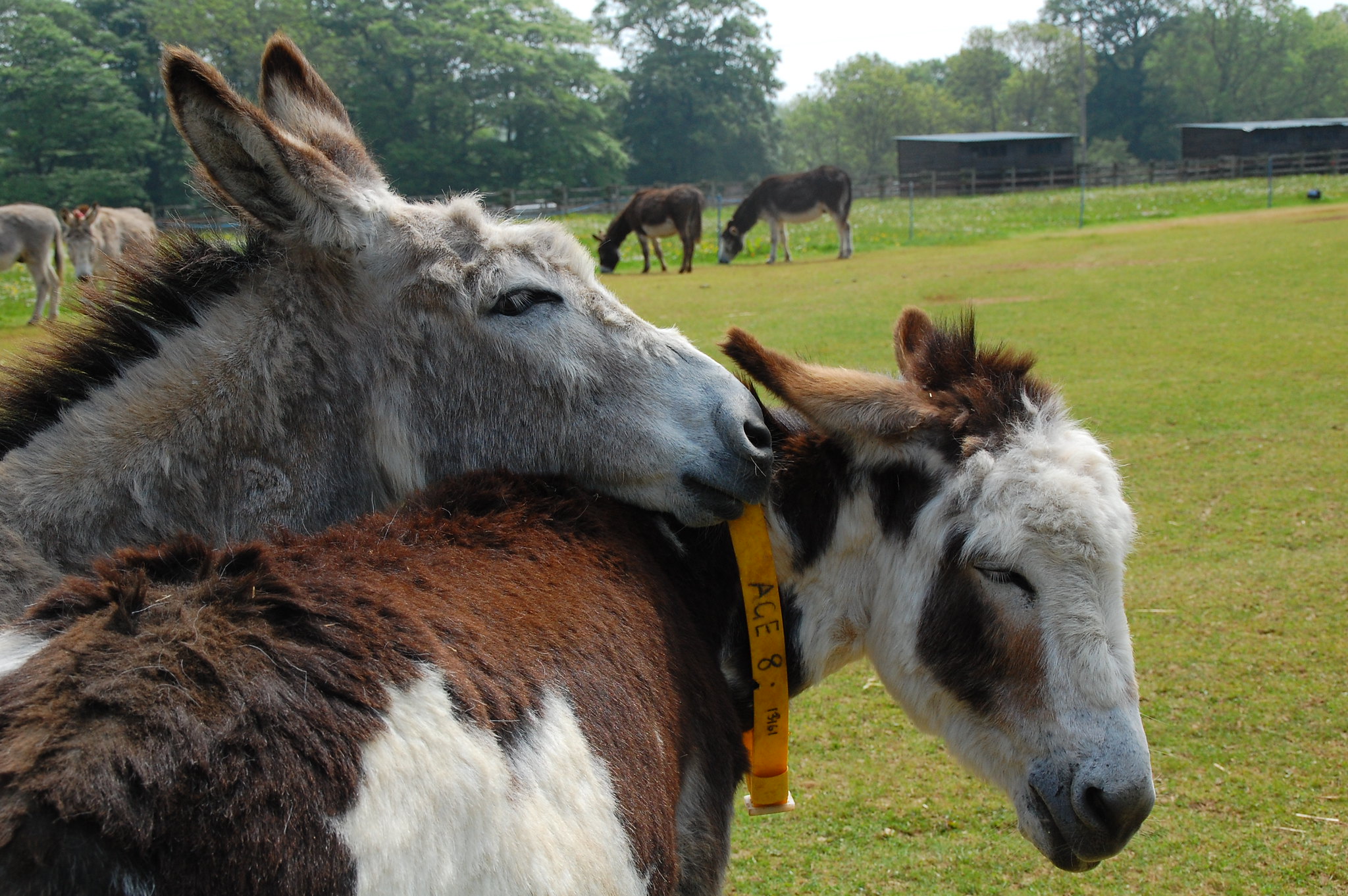 visit donkey sanctuary birmingham