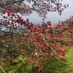 berries near princetown