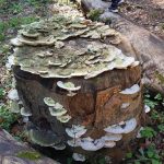 fungi at danes wood