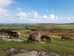 dartmoor ponies