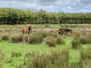 Exmoor