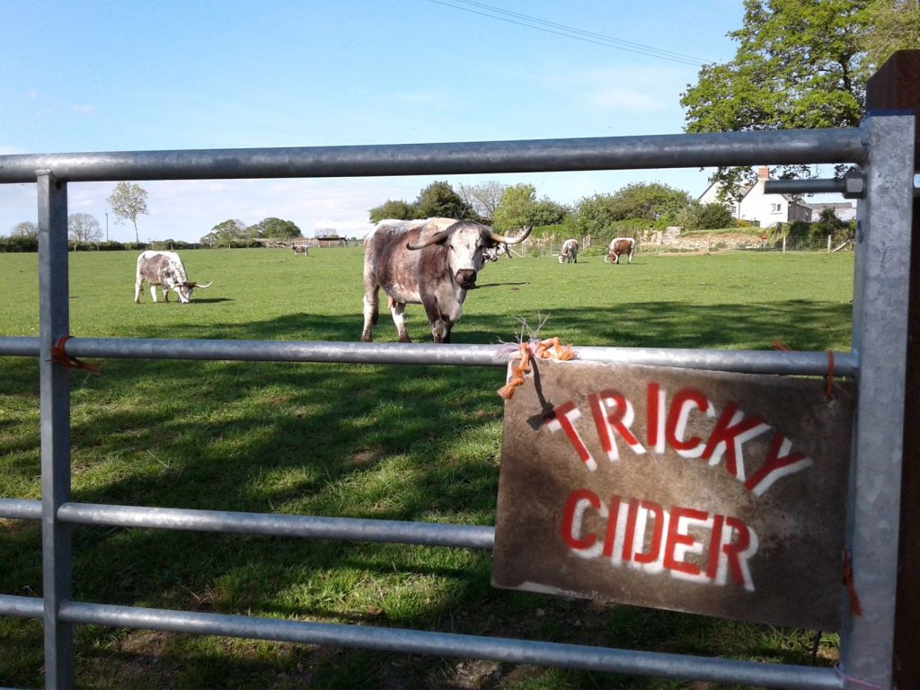 Tricky Cider long-horned cow