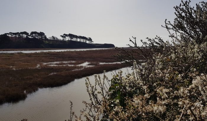 Budleigh estuary