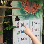 butterflies insects butterfly identification at Forest Glade