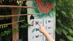 butterflies insects butterfly identification at Forest Glade