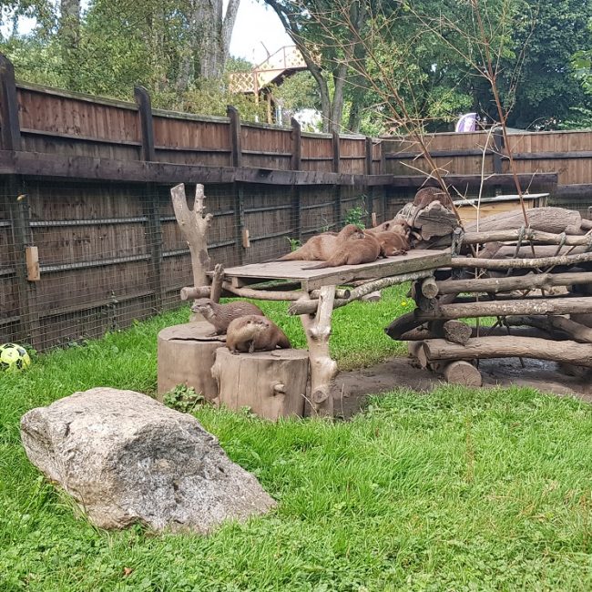otters playing activities