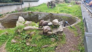 otters playing by pond
