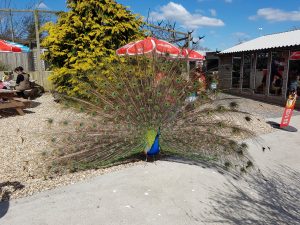peacock at Forest Glade