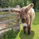 Poitou Donkey at the Sidmouth Donkey Sanctuary at Forest Glade