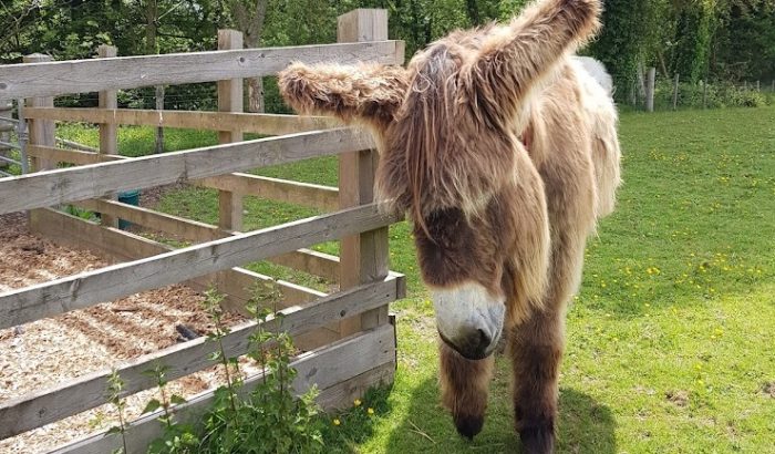Poitou Donkey at the Sidmouth Donkey Sanctuary at Forest Glade