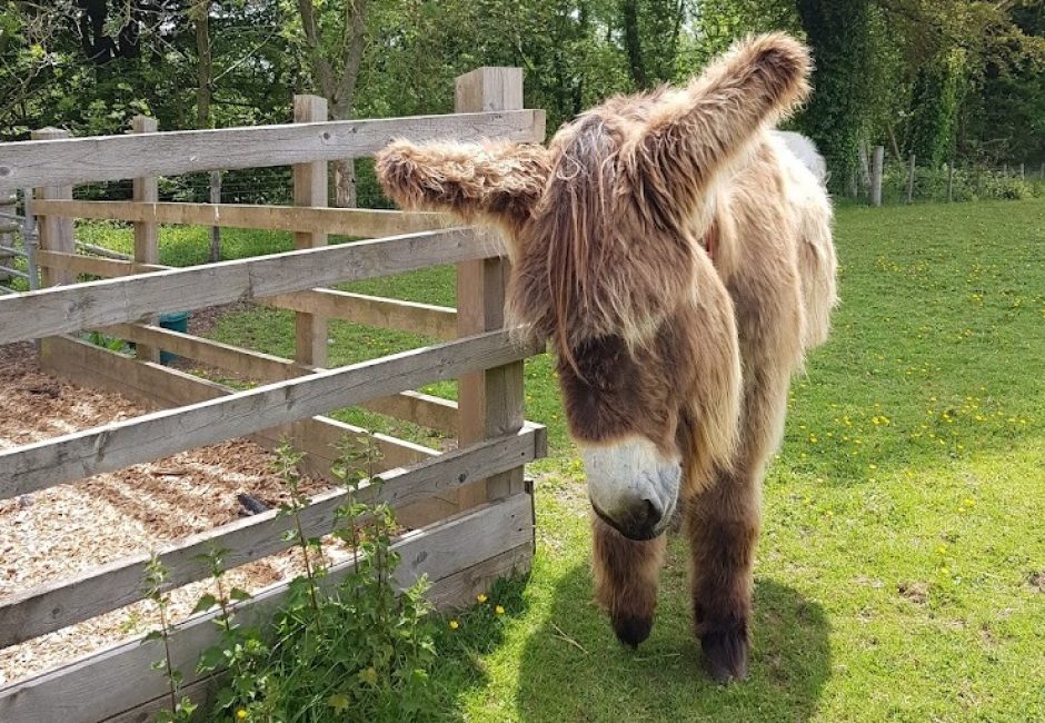 Poitou Donkey at the Sidmouth Donkey Sanctuary at Forest Glade