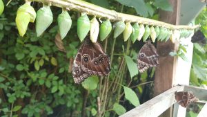pupae and butterflies at Forest Glade