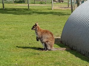 Wallaby at Axe Valley