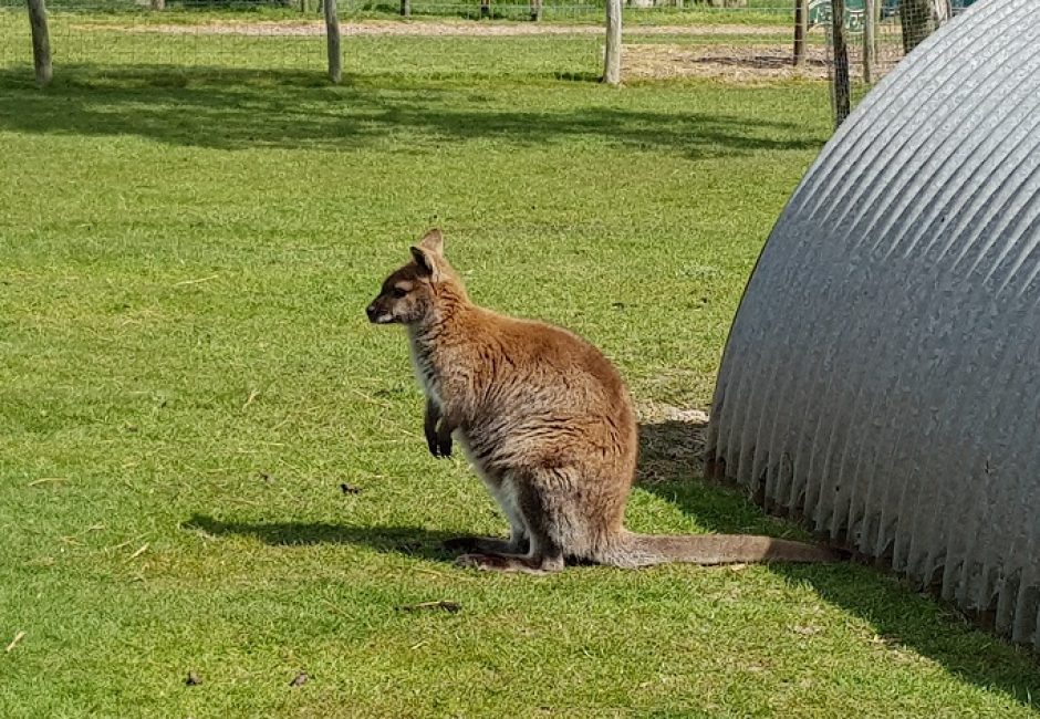 Wallaby at Axe Valley