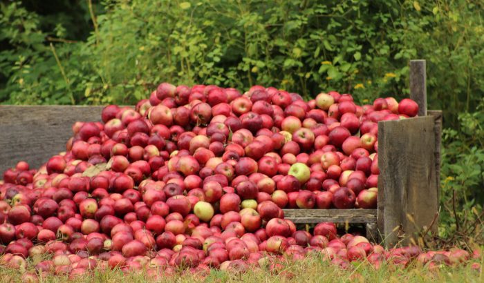 red apples harvest