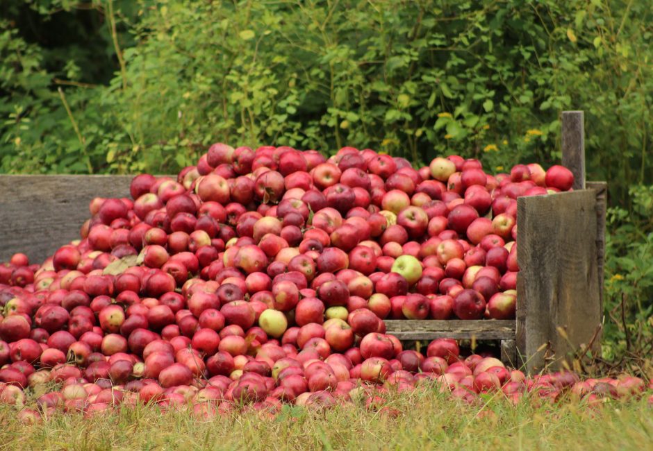 red apples harvest