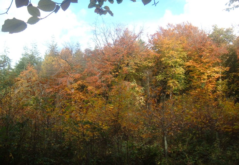 Autumn at Forest Glade