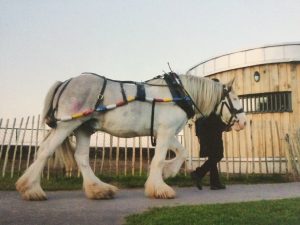 shire horse barge horse