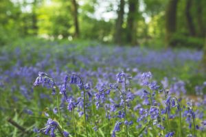 A-sea-of-bluebells-Forest-Glade-Holiday-Park-020616-Adrian-Salisbury