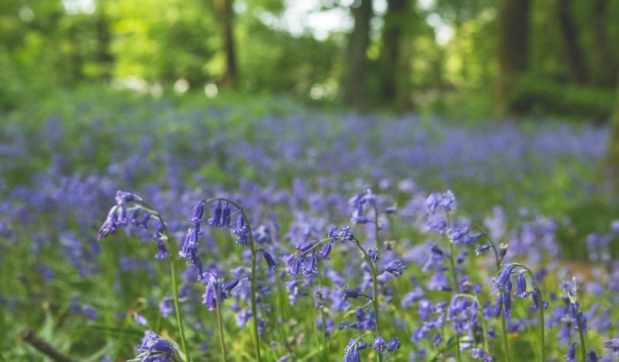 A-sea-of-bluebells-Forest-Glade-Holiday-Park-020616-Adrian-Salisbury
