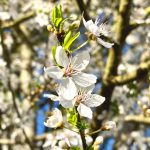 cherry blossom at Forest Glade