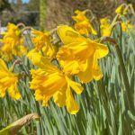 daffodils at Forest Glade