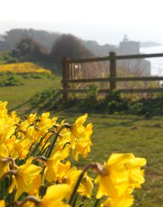 Daffodils at Jacobs Ladder
