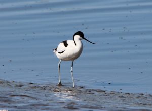 avocet in water birds birdwatching at Forest Glade