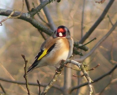 goldfinch. birds nature at Forest Glade
