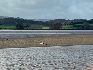 seal on the exe nature reserve at Forest Glade