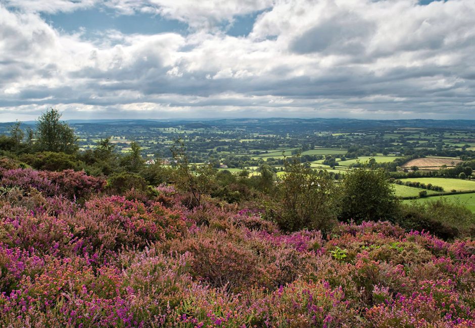 Blackdown Hills AONB heathers