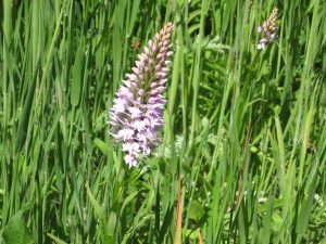 flowering flower nature reserve at Forest Glade