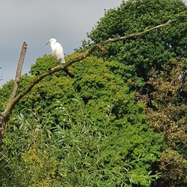 Little Egret at Forest Glade