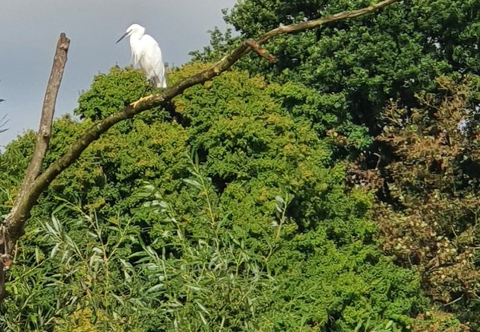 Little Egret at Forest Glade