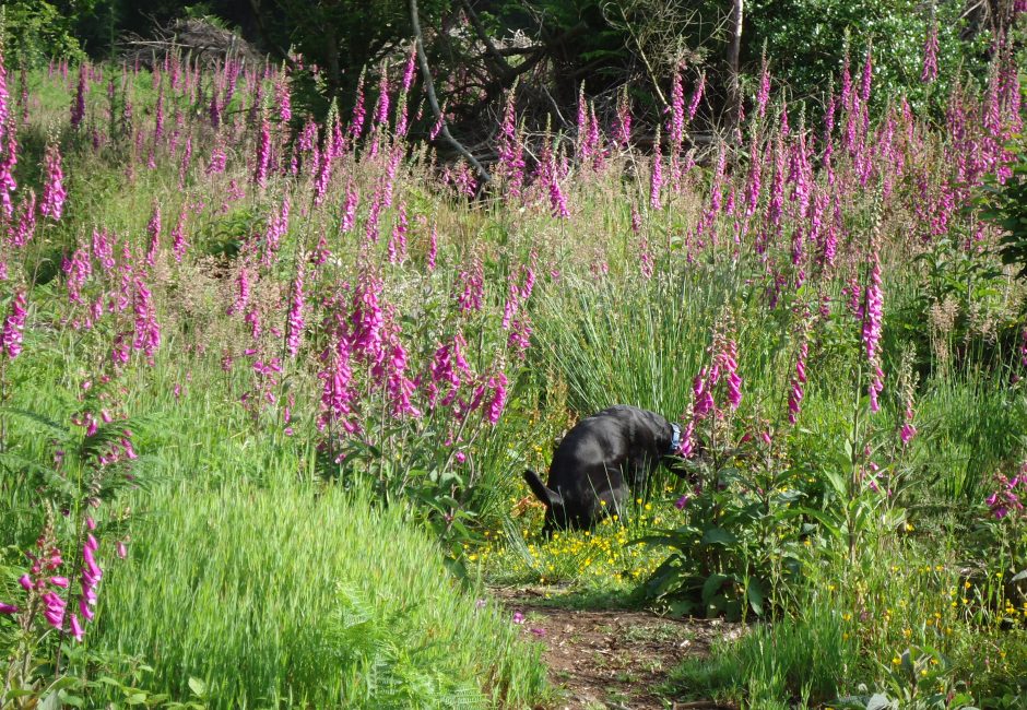 black dog amongst flowers at Forest Glade