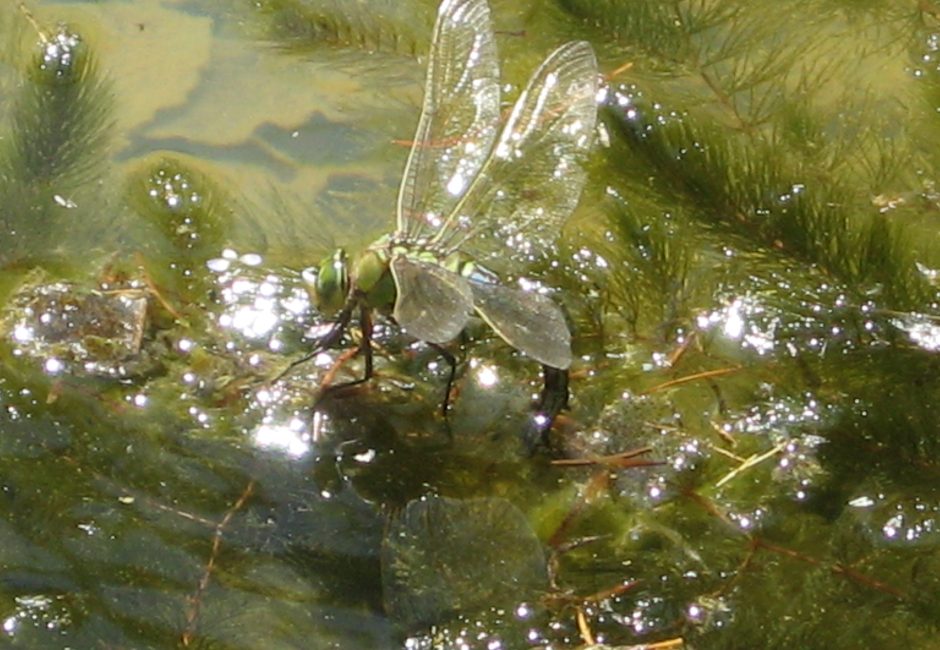 dragonfly on water lake at Forest Glade