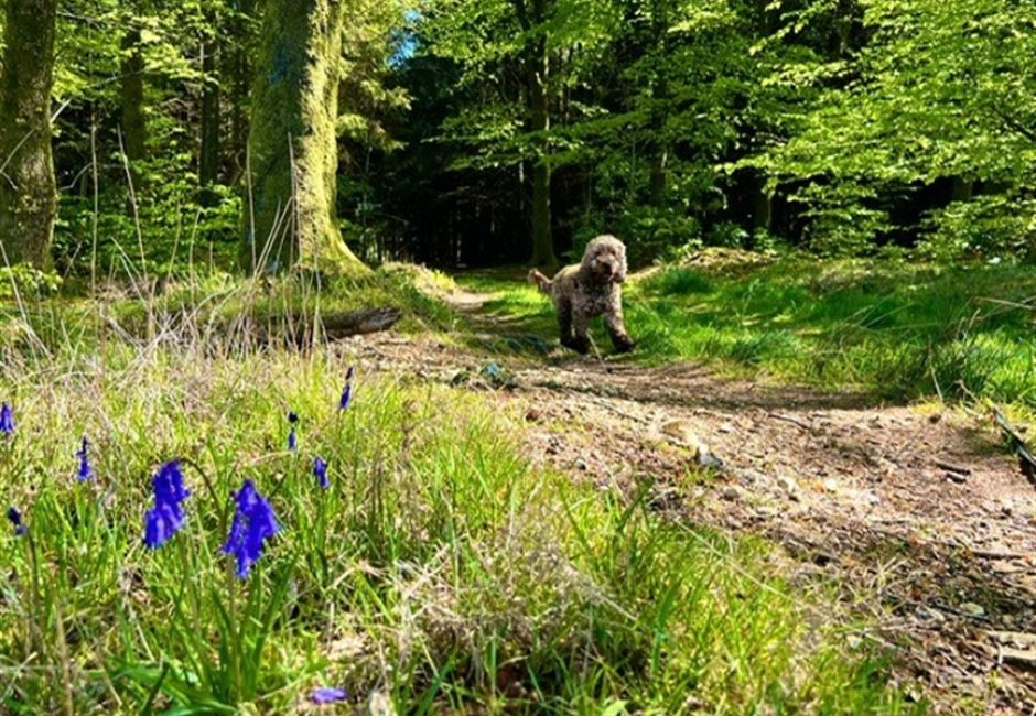 dog in bluebells dog walking nature trails at Forest Glade